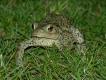 Reptiles and Amphibians: Common Toad (Bufo bufo)